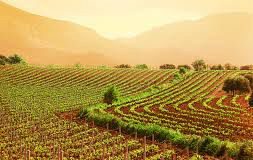 Agricoltura, settore alla ribalta