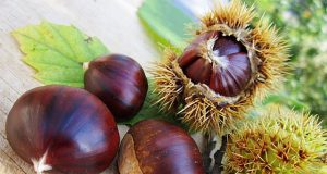 La castagna dell’Amiata al Salone del Gusto