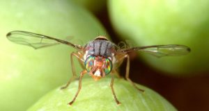 Agricoltura: La mosca olearia è tornata