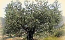 Mosca olearia: accordo con Scuola Sant’Anna per rafforzare ricerca e rete dei controlli