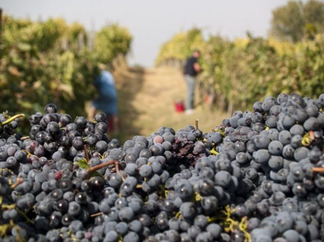 Agricoltura: Vino buono come non accadeva da anni