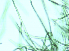 Alga spirulina per salvare il lago di Puccini