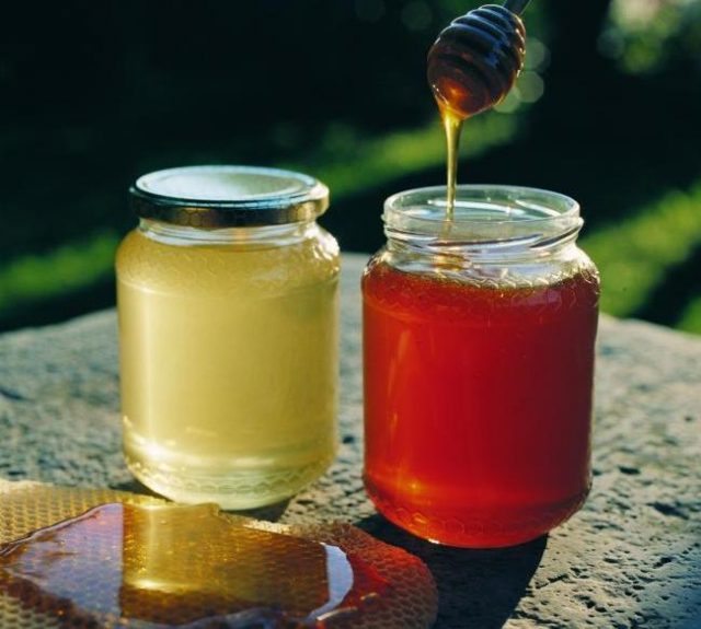 Apicoltura, dalla giunta una proposta per migliorare le norme esistenti