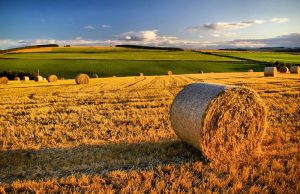 Investire sulla terra: ecco la Banca nazionale delle terre agricole