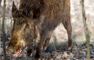 Toscana: corsi ai cacciatori per il controllo nelle Aree Protette