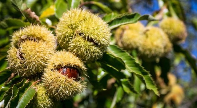 #AmiatAutunno: ad Arcidosso (GR) torna “Castagna in festa”