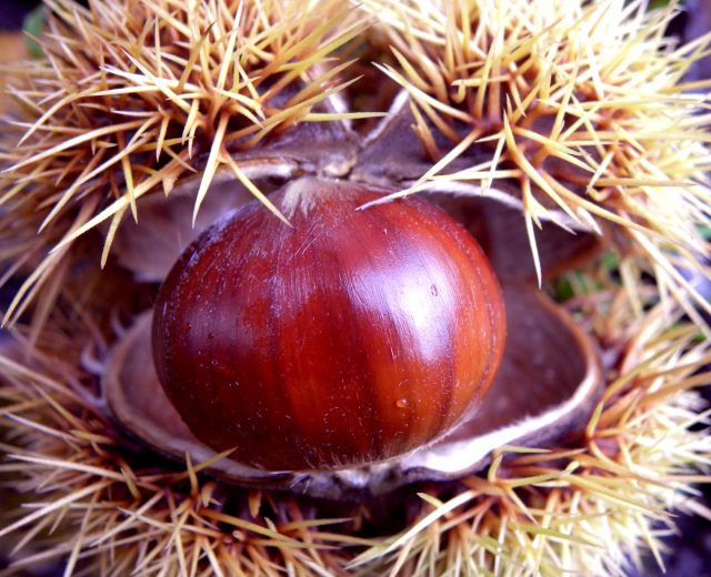 Agricoltura: Castanicoltura in crisi sull'Amiata per cinipide e fattori climatici: una battaglia da affrontare tutti insieme