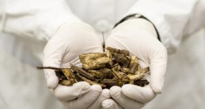 Progetto BRISK, la ricerca europea sulla biomassa fa rete