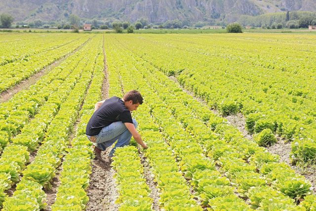 Agricoltura, boom di domande per nuove imprese