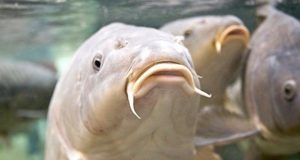 Piancastagnaio. A lezione di carpfishing