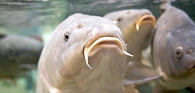 Piancastagnaio. A lezione di carpfishing