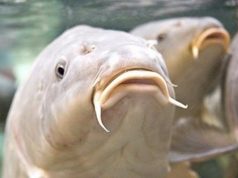 Piancastagnaio. A lezione di carpfishing