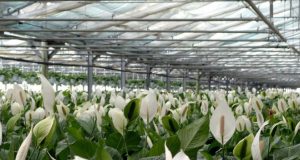 Floramiata dichiara il fallimento