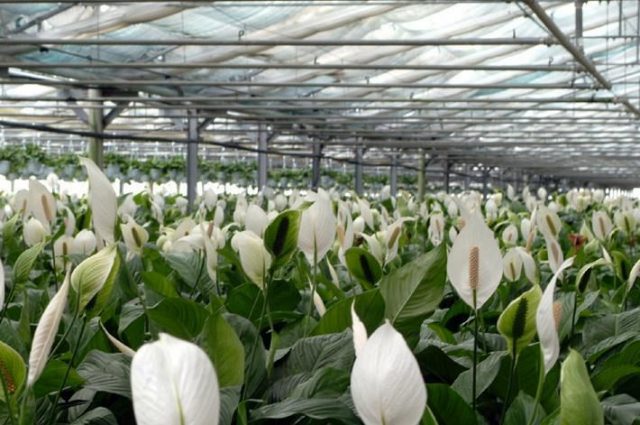 Floramiata dichiara il fallimento