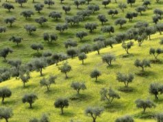 Il clima che cambia stronca l’olivicoltura toscana: -30% per la produzione di olio d’oliva