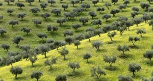 Il clima che cambia stronca l’olivicoltura toscana: -30% per la produzione di olio d’oliva
