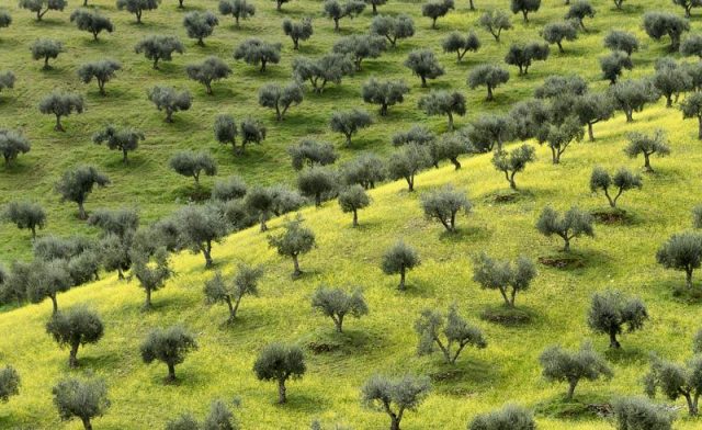 Il clima che cambia stronca l’olivicoltura toscana: -30% per la produzione di olio d’oliva
