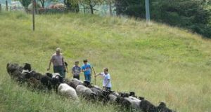 Agricoltura: Un vademecum contro gli attacchi dei lupi