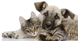 Animali domestici, un centralino per soccorrerli, attivo 24 ore su 24