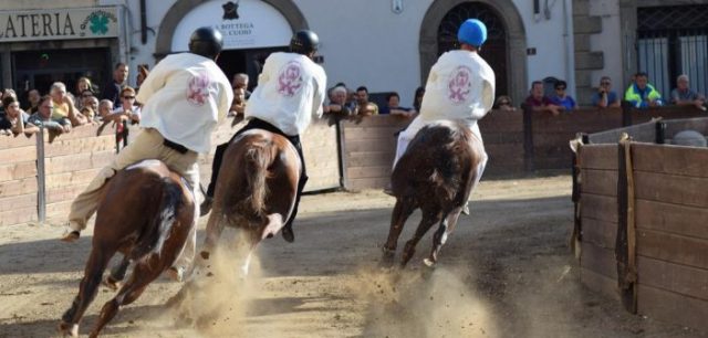 Castel del Piano. Palio: 13 i cavalli iscritti alle batterie.