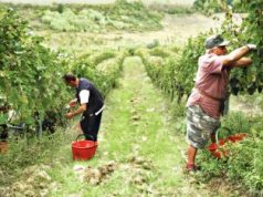 Coldiretti: il clima del 2018 ha fatto bene alla vendemmia in Toscana