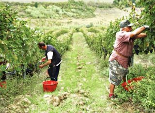Coldiretti: il clima del 2018 ha fatto bene alla vendemmia in Toscana