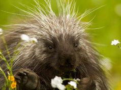 Monte Amiata, nel regno degli animali selvatici