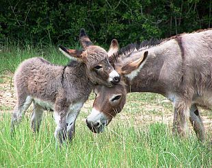 Salute: Latte di asina amiatina ideale per bimbi allergici