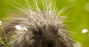 Monte Amiata, nel regno degli animali selvatici