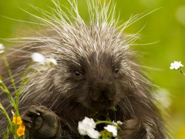Monte Amiata, nel regno degli animali selvatici