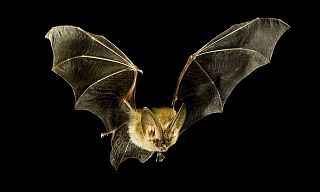 Ambiente, Cultura: In arrivo i Quaderni naturalistici della provincia