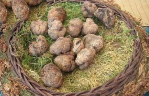 A Volterra torna la mostra mercato del Tartufo Marzuolo