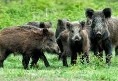 Ambiente, Toscana: Primo bilancio della legge sugli ungulati, Remaschi: “Siamo sulla strada giusta”