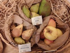 Agrobiodiversità, ad Alberese torna la ‘Mostra Mercato del Coltivatore Custode’