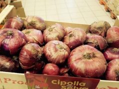 Santa Fiora. La cipolla della Selva sulle tavole dei grossetani