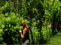 Agricoltura: Vigne, autorizzazione nuovi impianti per il 2017. Domande fino al 31 marzo