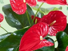 Piancastagnaio. Presentazione del catalogo 2019, Floramiata si candida a divenire la prima azienda floricola europea “carbon free”