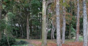 Turismo, Radicofani: Il Bosco Isabella
