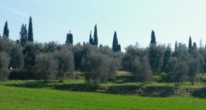 Agricoltura, Rossi al convegno Cia: “Rafforzare la presenza internazionale con più interventi statali”