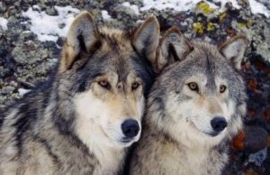 Lupi, al via il nuovo bando per riconoscimento danni da predazione