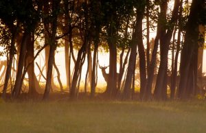 Foreste: gestione attiva del bosco, sì a modifiche legge toscana