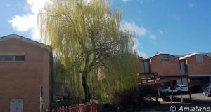 Abbadia San Salvatore. All’IIS Avogadro, 12 studenti hanno ottenuto la qualifica di soccorritore BLSD