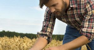 Agricoltura, Toscana: La Toscana e i contributi comunitari: già stanziati 624 milioni (su 992) del Programma di sviluppo rurale