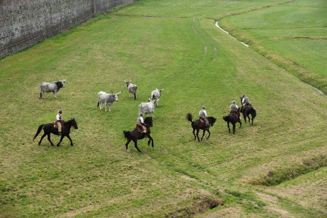 Agricoltura, Toscana: I butteri maremmani sotto le mura di Lucca, un fuori programma della conferenza dell'agricoltura