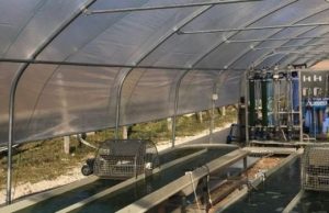 Chiusdino. Geotermia: Alga spirulina, risultati positivi per la prima parte della sperimentazione