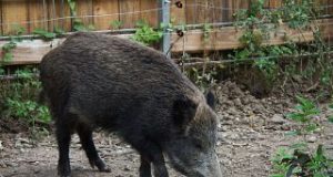 Ambiente, Agricoltura, Amiata: Problema ungulati “la Regione ci ascolti”