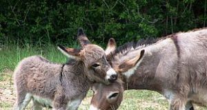 Salute, Amiata: Latte d’asina amiatina per i bambini allergici