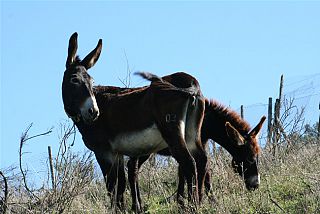 Salute, Toscana: Latte d'asina, toccasana made in Maremma