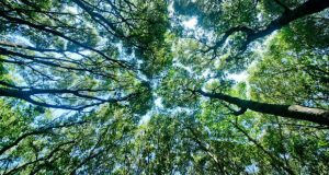 Restano 10 anni per salvare il mondo dal cambiamento climatico