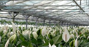 Amiata: Interrogazione sulla crisi lavorativa